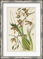 Framed Spring Orchid II
