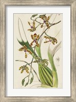 Framed Spring Orchid II