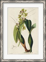 Framed Spring Orchid III