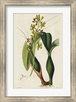 Framed Spring Orchid III