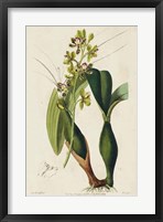 Framed Spring Orchid III