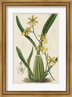 Framed Spring Orchid IV