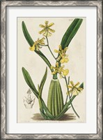 Framed Spring Orchid IV