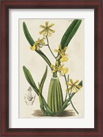 Framed Spring Orchid IV