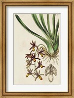 Framed Spring Orchid V