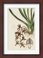 Framed Spring Orchid V