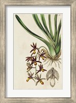 Framed Spring Orchid V