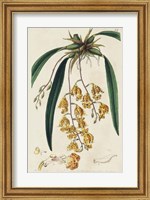 Framed Spring Orchid VI