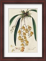 Framed Spring Orchid VI