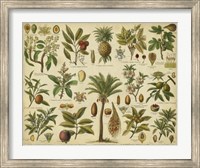 Framed Classification of Tropical Plants