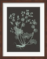 Framed Mint & Charcoal Nature Study I