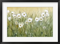 Daisy Spring II Framed Print