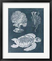Azure Sea Turtle Study I Framed Print