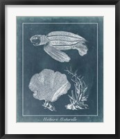 Azure Sea Turtle Study II Framed Print