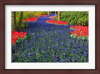 Framed Blue Dutch Tulip Flowerbed