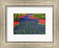 Framed Blue Dutch Tulip Flowerbed