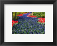 Framed Blue Dutch Tulip Flowerbed