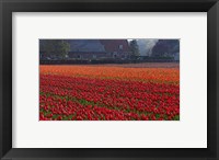 Framed Dutch Red Tulip Field