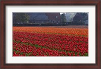 Framed Dutch Red Tulip Field