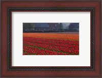 Framed Dutch Red Tulip Field