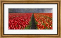 Framed Dutch Tulip Field