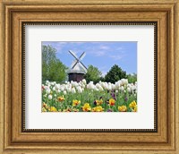 Framed Dutch Tulip Field And Windmill