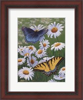 Framed Butterflies & Daisies