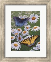 Framed Butterflies & Daisies