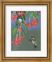 Framed Hummers & Fuchsia