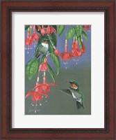 Framed Hummers & Fuchsia