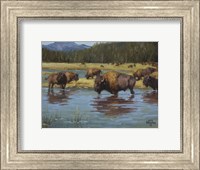 Framed Buffalo Crossing