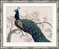 Framed Peacock & Blossoms II