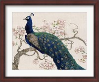 Framed Peacock & Blossoms II