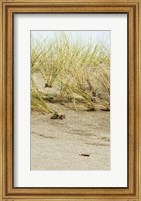 Framed Dunes II