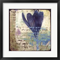 Blooming Purple I Framed Print