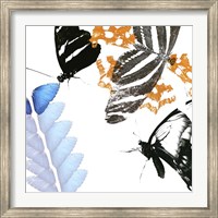 Framed Butterfly Inflorescence II