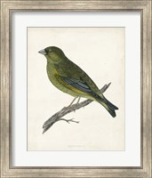 Framed Greenfinch