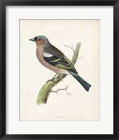 Framed Chaffinch