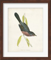 Framed Dartford Warbler