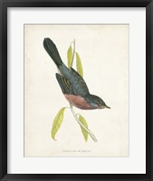 Framed Dartford Warbler