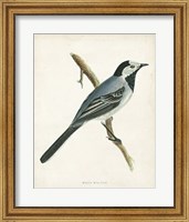 Framed White Wagtail