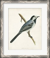 Framed White Wagtail
