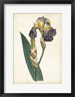 Framed Curtis Iris VI