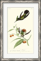 Framed Lemaire Hummingbirds III