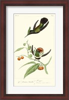 Framed Lemaire Hummingbirds III
