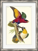 Framed Lemaire Parrots I