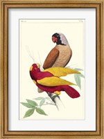 Framed Lemaire Parrots II