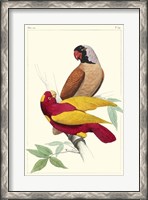 Framed Lemaire Parrots II
