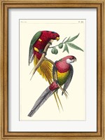 Framed Lemaire Parrots III