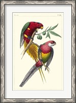Framed Lemaire Parrots III